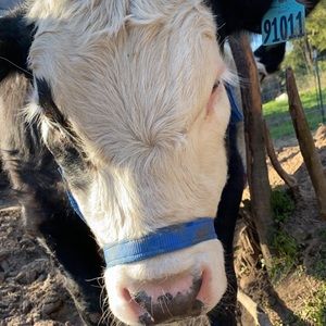 Meet your Posher, Maddy